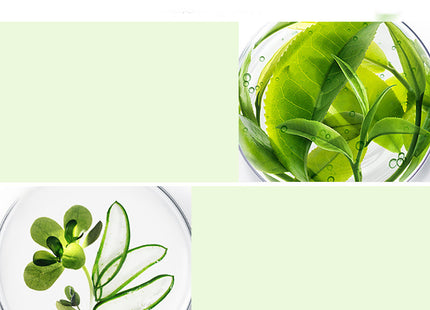 Green Tea Herbal 5-Piece Set