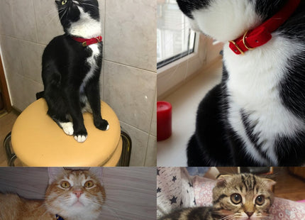 Pet supplies cat collar
