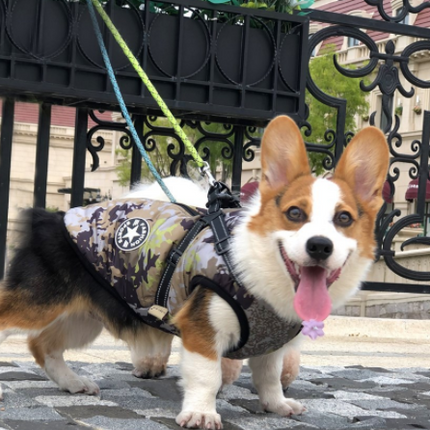 Pet Dog Clothes For Small Dogs Winter Warm Dog Hooded Coat Jackets Chihuahua Pug Outfits Puppy Cat Clothing