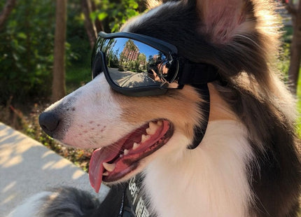 Pet Dog Glasses Concave Shape Waterproof UV Protection