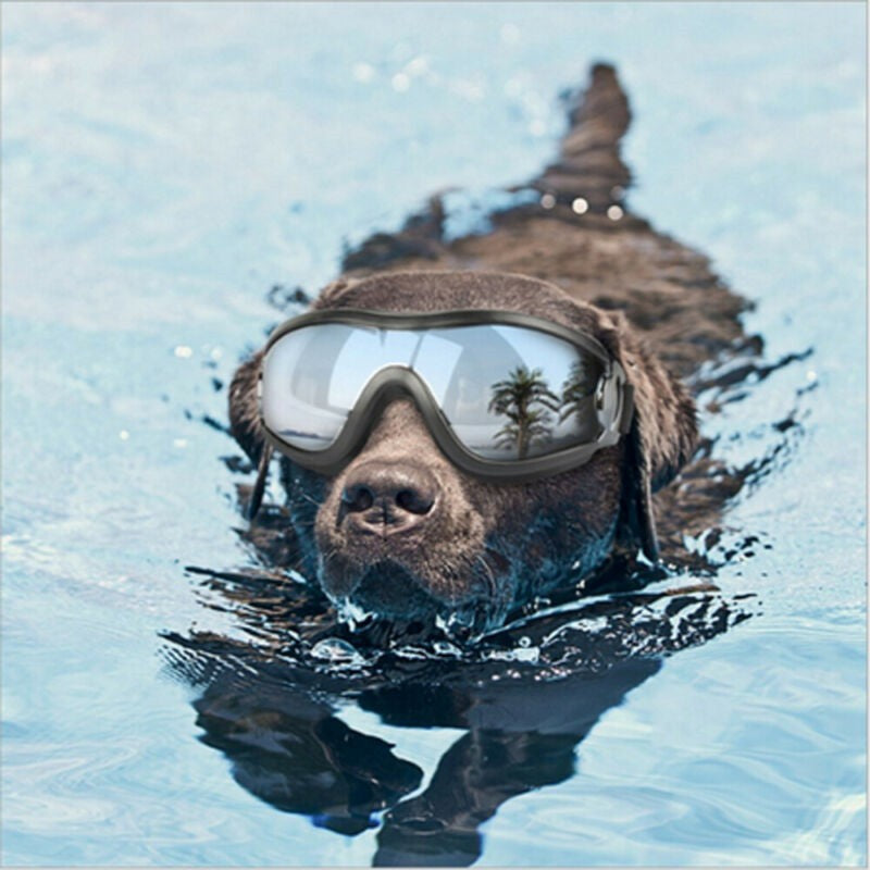 Gafas para perro con forma cóncava, impermeables, con protección UV